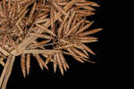 Manyspike flatsedge